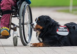 In addition to the dolphin therapy there are cases when canistherapy comes to aid, where a selected and trained dog performs the duties of a therapist.